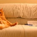 Как убрать кошачий запах мочи с дивана дома?