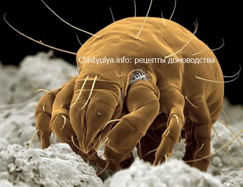Пылевой клещ живёт в перьях всех подушек, перин и одеял. Продукты его жизнедеятельности - сильнейший аллерген. Как стирать, чтобы избавиться от паразита?